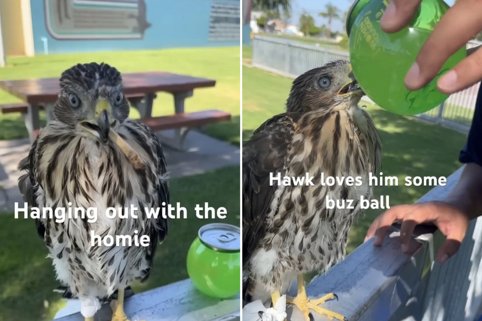 Hawk brew-ah: California man jailed for giving booze to protected bird species