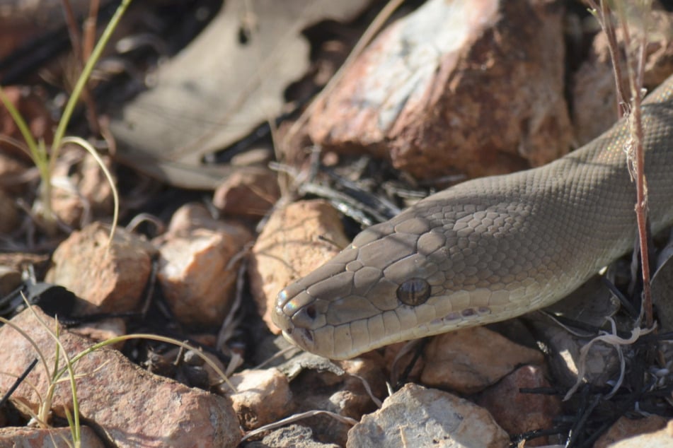 Giant snake ambushes dog: see how owner reacts