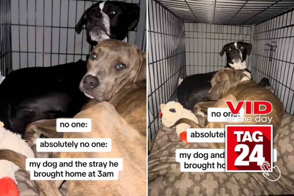 Viral Video of the Day for February 25, 2025: Woman comes home to find dog cuddling with stray!