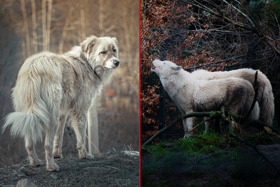 Howling in dogs comes from an evolutionary trait passed down from wolves.