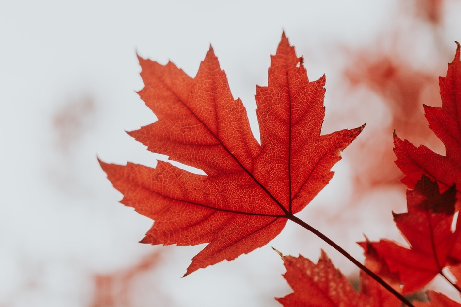 Fall Foliage Prediction maps can help you decide when and where to go leaf peeping!