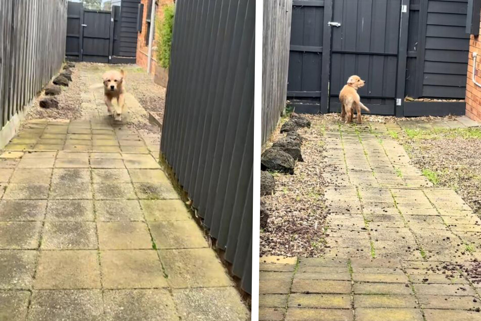 Golden Retriever waits patiently for owner – then gets an adorable surprise!