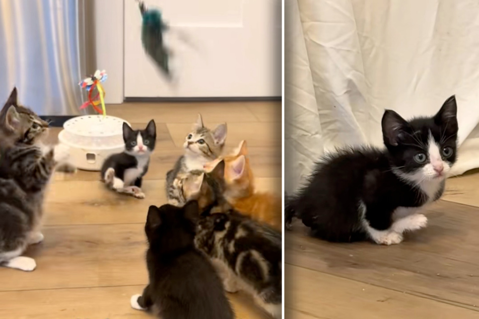 Baby cat Danielle is wide-eyed as she plays tag with her fellow cats, but soon she sits down on the edge, looking on sadly.