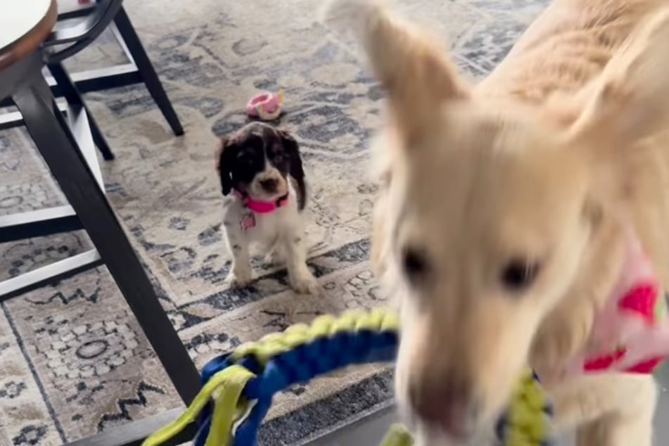 Since the puppy can no longer hold the toy, Ruby grabs it and runs off!