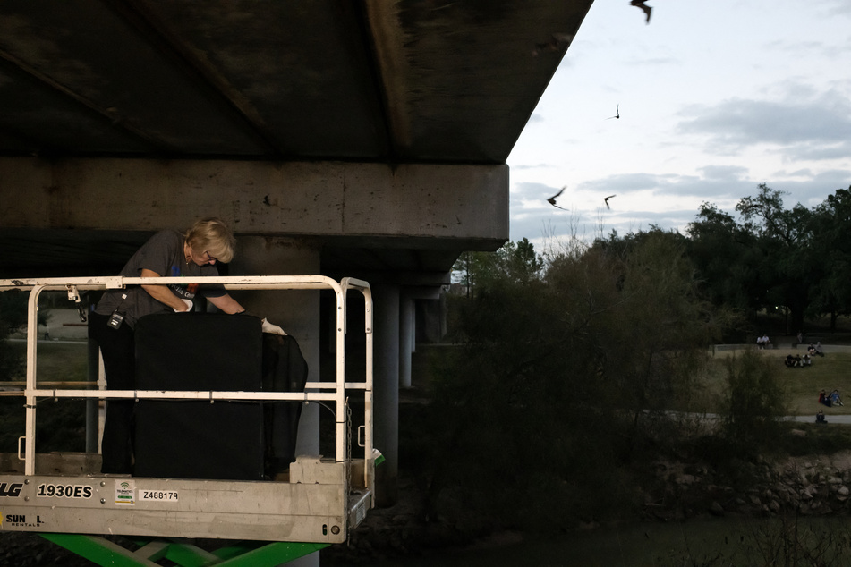 Houston house becomes a bat cave in daring rescue mission