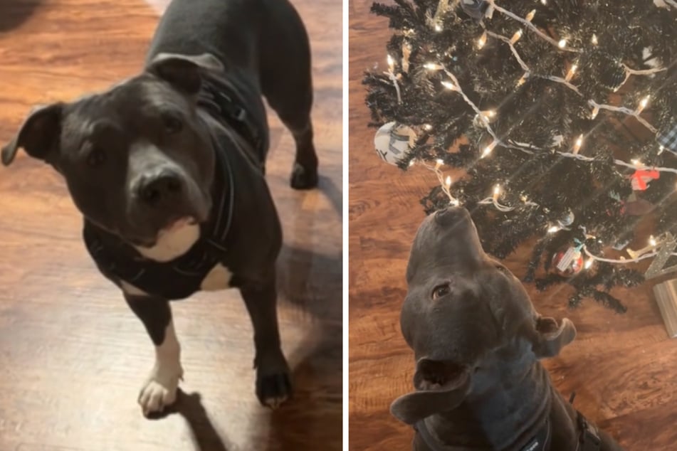 Rescue dog has adorable reaction to seeing his first Christmas tree