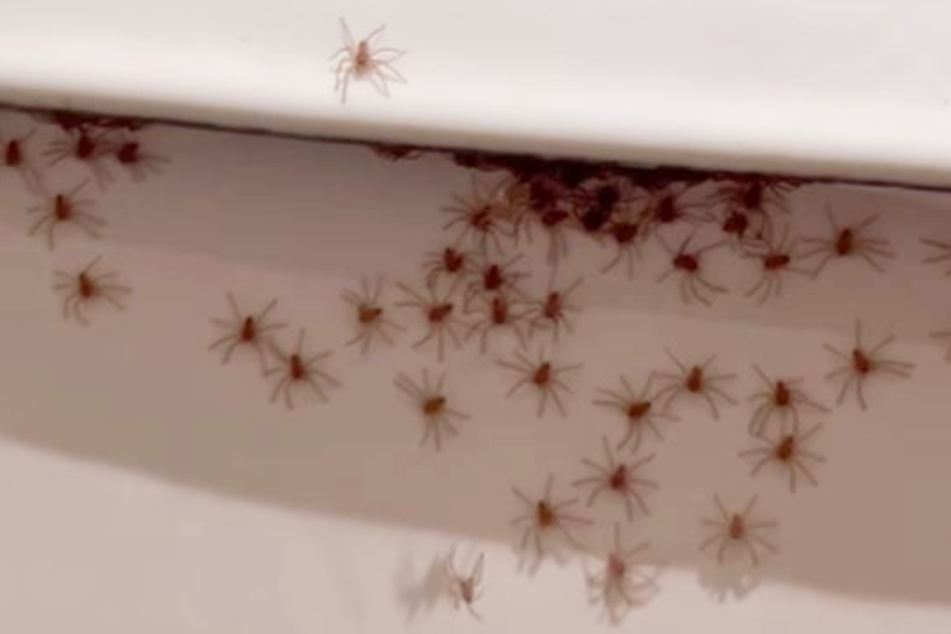 Scientists believe Marta encountered a hatching of harmless crab spiders.