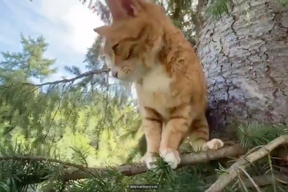 Clyde the cat was stuck in a 75-foot tree for two weeks.
