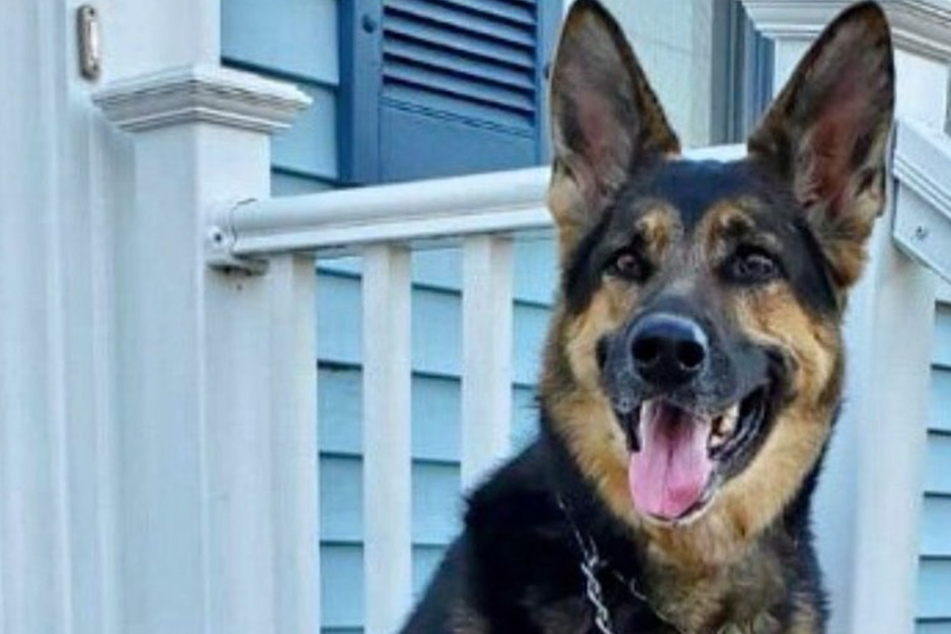 Paramedic pooch administers first aid after owner has stroke!