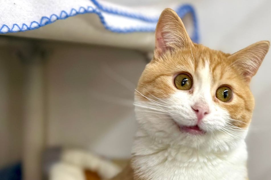 Smiling "derpy" rescue cat takes internet users by storm: "His one brain cell is working overtime"