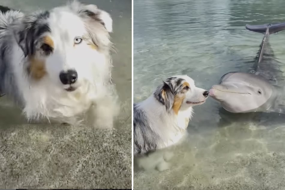 Pooch and dolphin become instant besties in viral clip: "When land dog meets ocean dog"