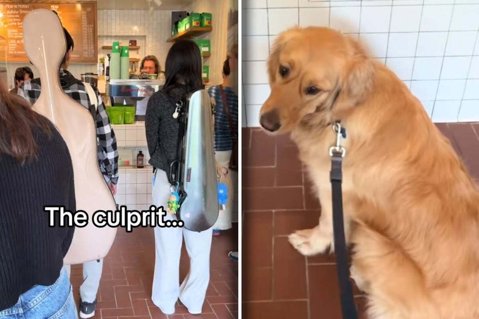 Charlie the dog and his owner Lauren Lieberman wanted to visit their favorite café – then suddenly it all went wrong.