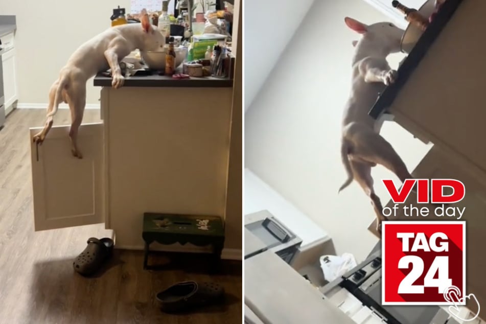 Today's Viral Video of the Day features a dog that won't take "no" for an answer when he's hungry!