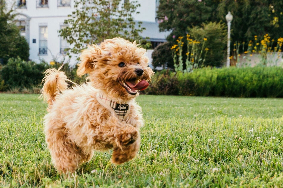 It's not always necessary for you to stop a dog that's got the zoomies.
