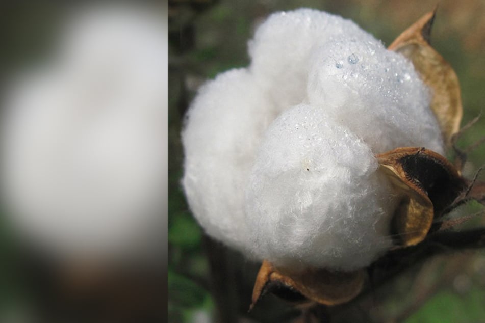 Sustainable fashion: Everything you need to know about organic cotton