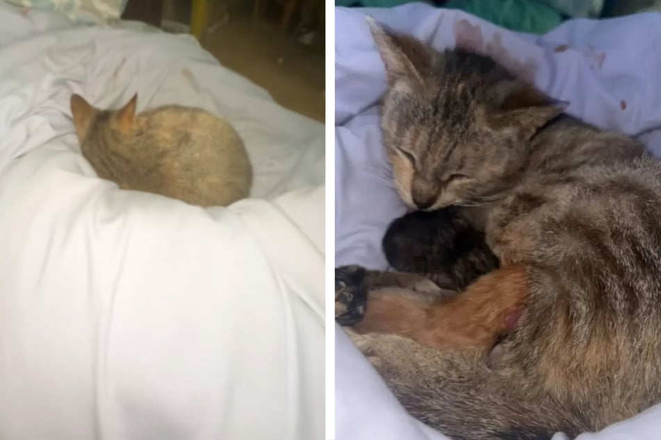 Woman sits in bed with her cat – she's shocked when she realizes they are no longer alone!
