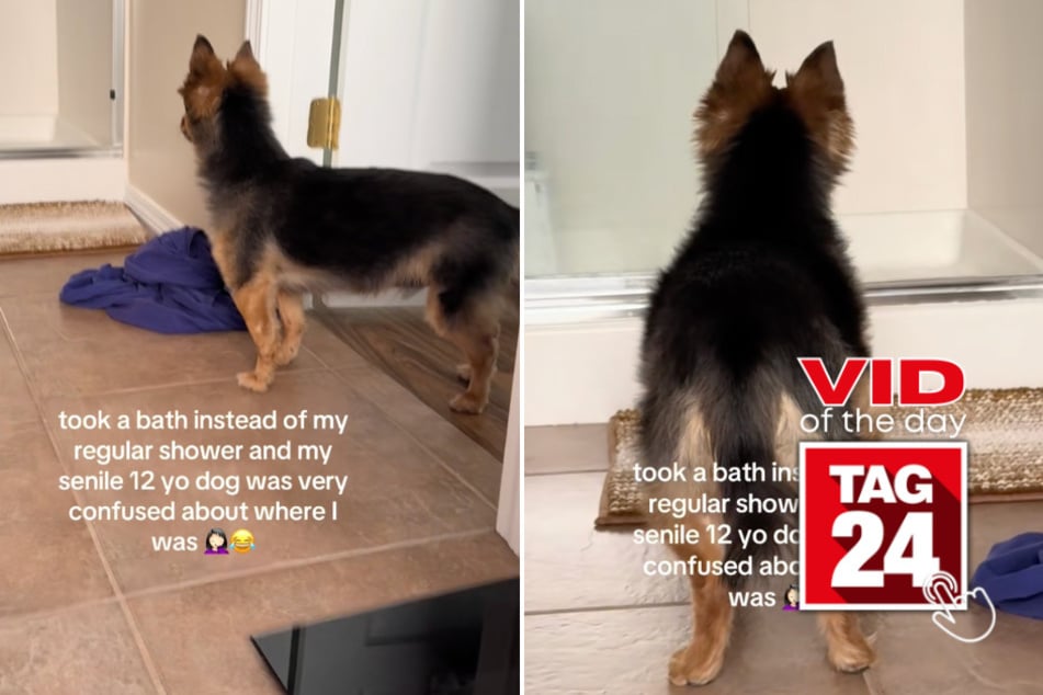 Viral Video of the Day for May 19, 2026: Old dog searches for owner – while she's right behind him!
