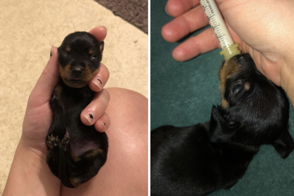Because she was born with missing front legs, a Dachshund named Blessit was brought to the shelter by her owners, who thought she "wouldn't make it."