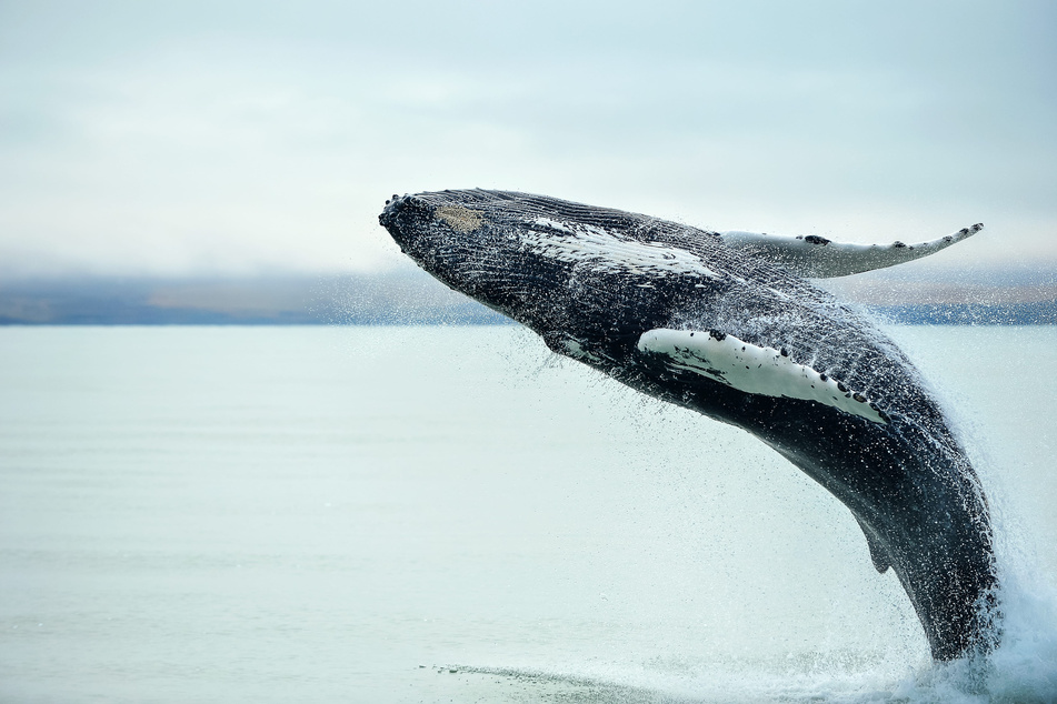Humpback whales shatter records with epic swims between Australia and Brazil