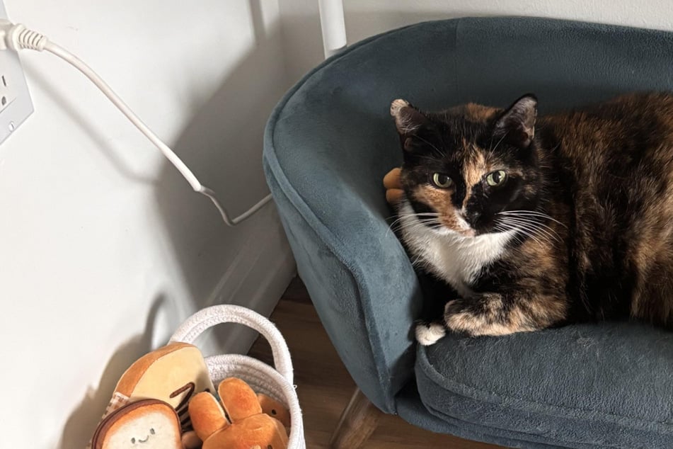Cat goes viral on Reddit with lavish home setup: "Most spoiled cat I've seen in my life"
