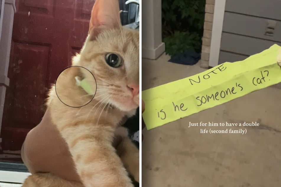 Claudia confirmed that it was her pet and has been in regular contact with the "other family" ever since!