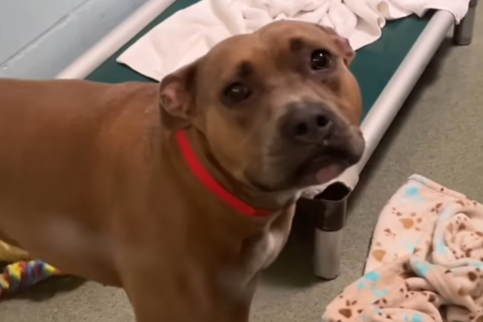 Maddie the dog certainly doesn't want to spend another 400 days in the shelter.