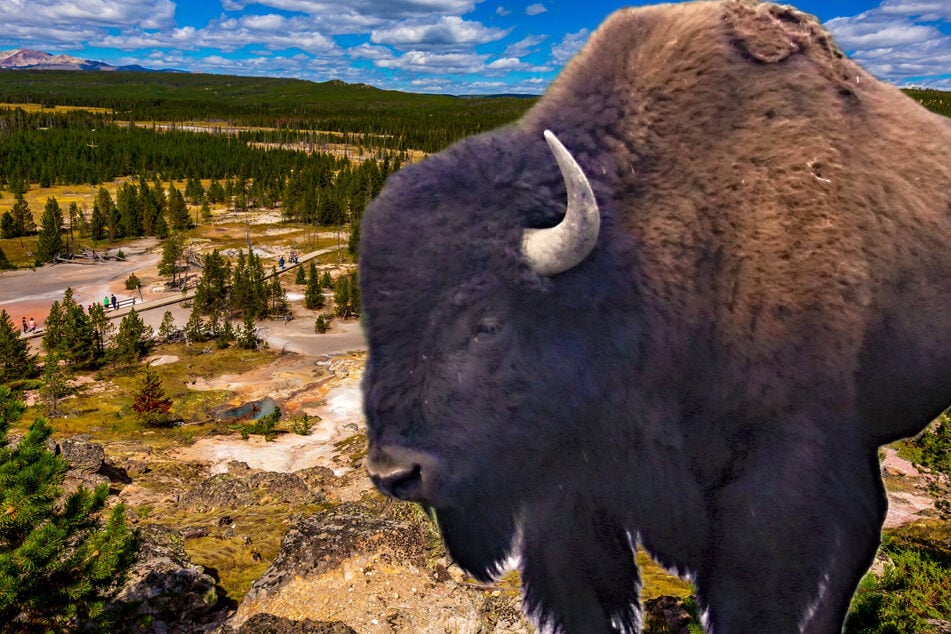 Bison leaves older man with "significant injuries" after hurling him 8 feet in the air