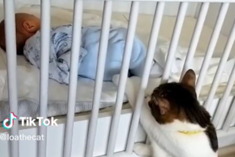 The curious feline keeps checking on the newborn.
