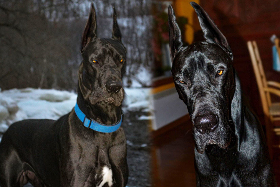 The Bark Knight rises: this dog rivals Batman!