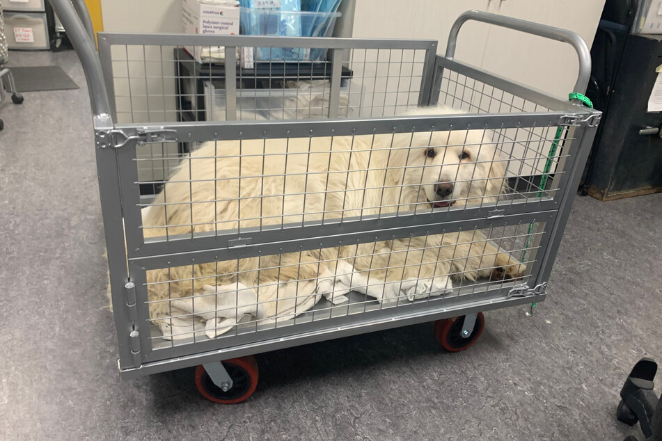 Shelter workers had to move this big dog around in a cart.
