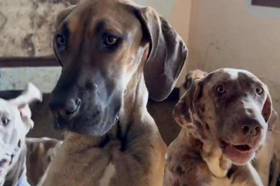 Kansas animal rescuers find over 70 dogs and cats in horrific conditions!