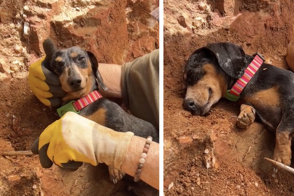 Dachshund wants to help find treasures – but instead decides it's nap time!