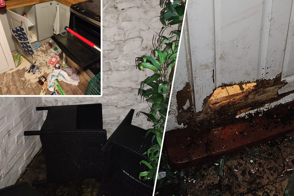Badger burglar goes rogue in "chaos" rampage: "Something from a horror show"