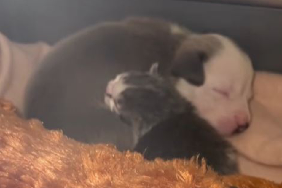 Ever since they were brought together, puppy Possum and kitten Kangaroo have been inseparable.