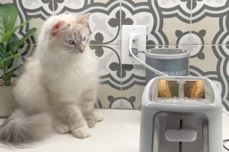 Freya the cat doesn't like toasters.