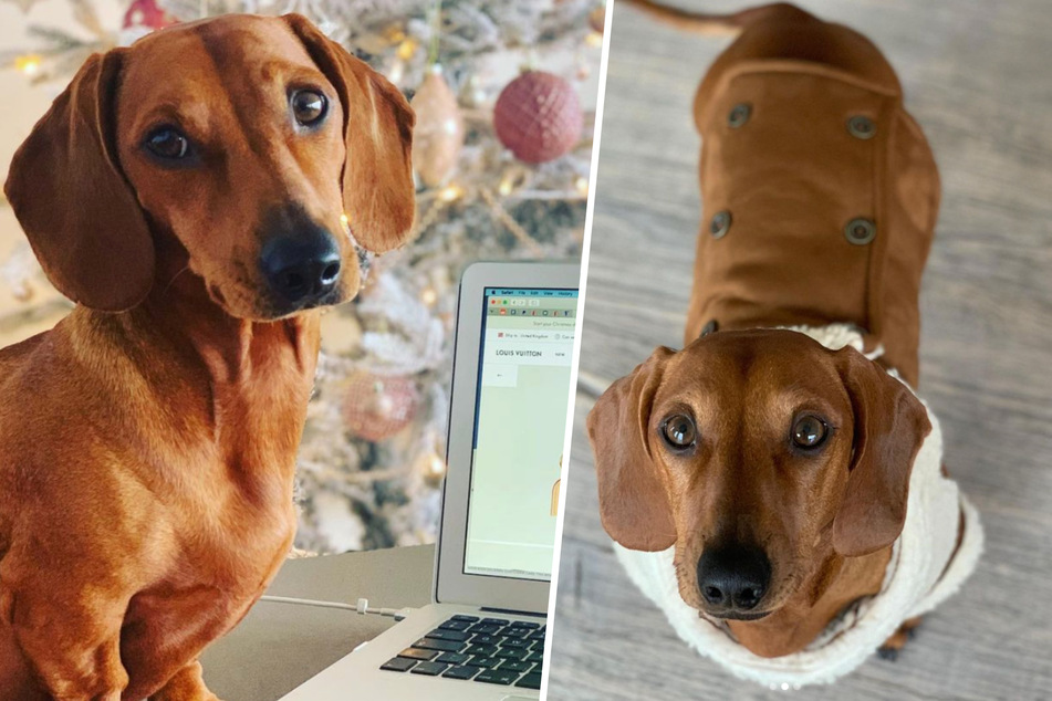 Prince Louis, as he is so aptly named on Instagram, now holds the title of the UK's "most spoiled dog" (collage).
