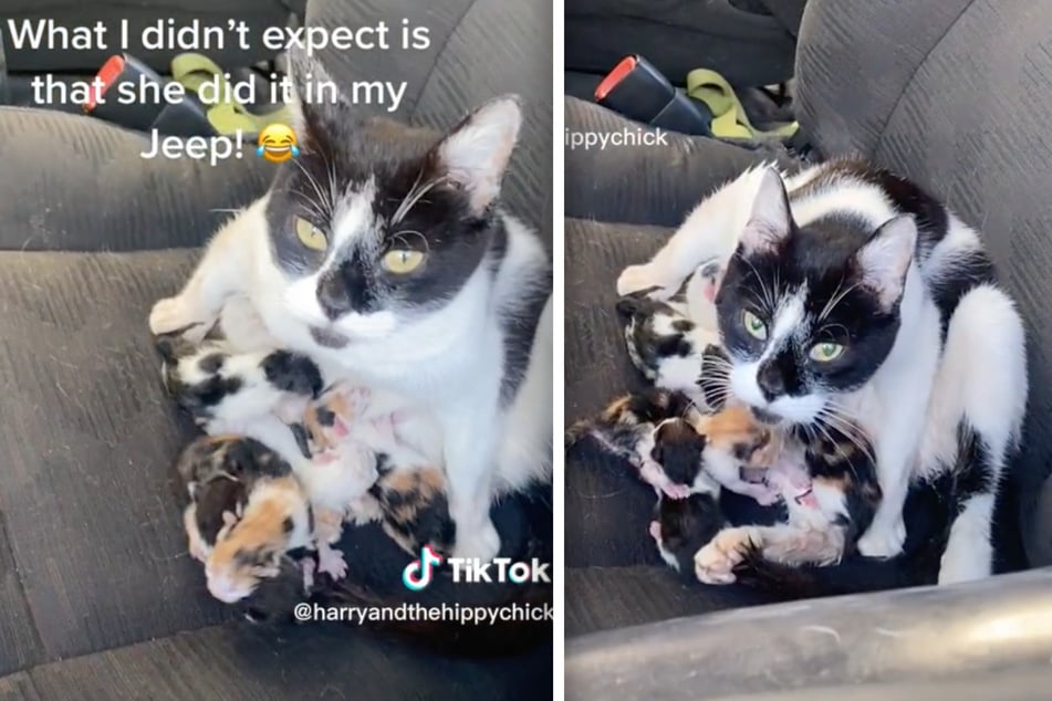 Stray cat's caregiver gets a fluffy surprise in viral TikTok hit