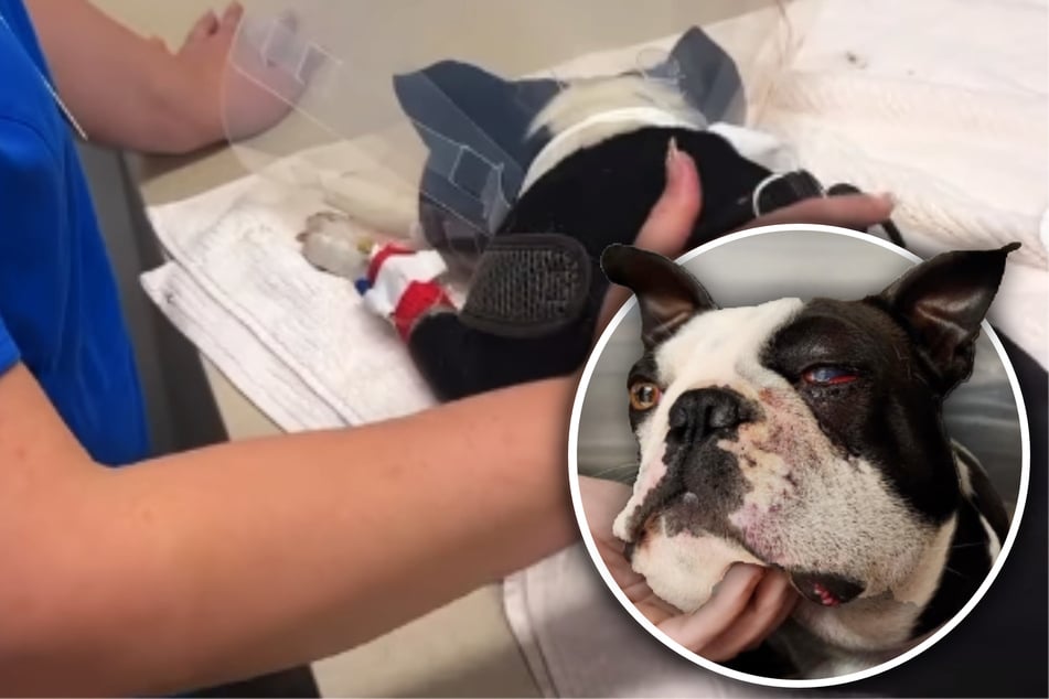 Dog fights for survival after deadly rattlesnake attack – what his owners do next is heartbreaking