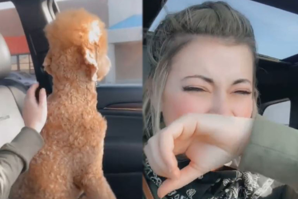 Dog's mullet haircut causes a fit of giggles across TikTok