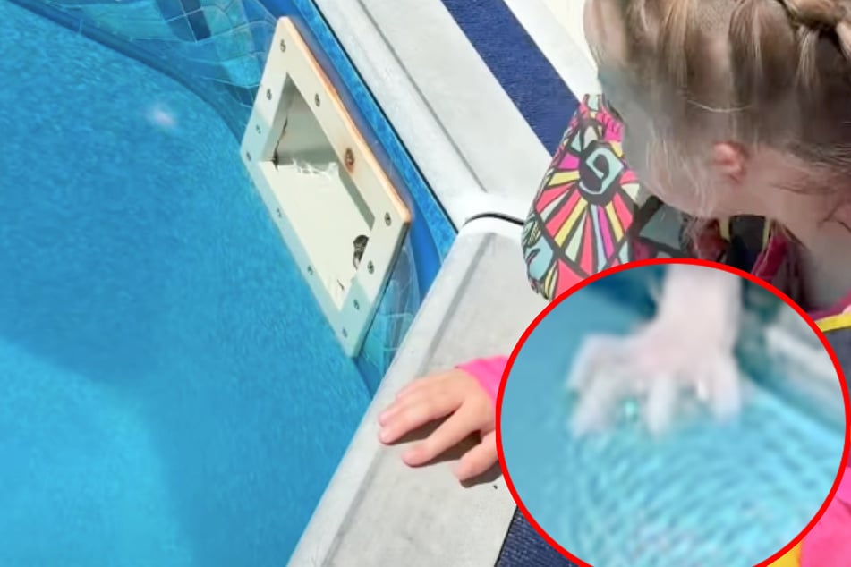 Massachusetts family saves a mouse from drowning in swimming pool filter
