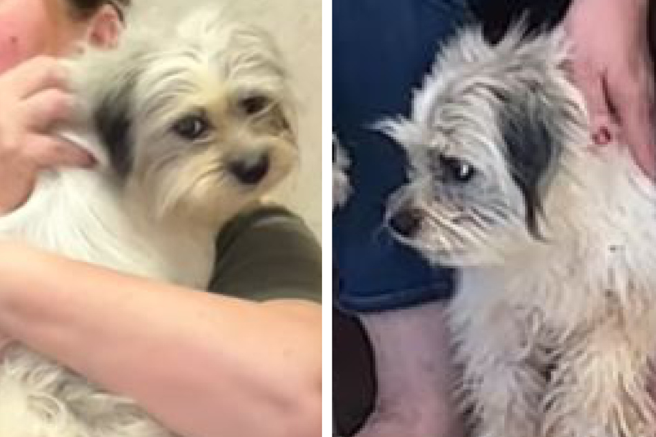 Woman rescues a dog and unknowingly solves a lost pet mystery!