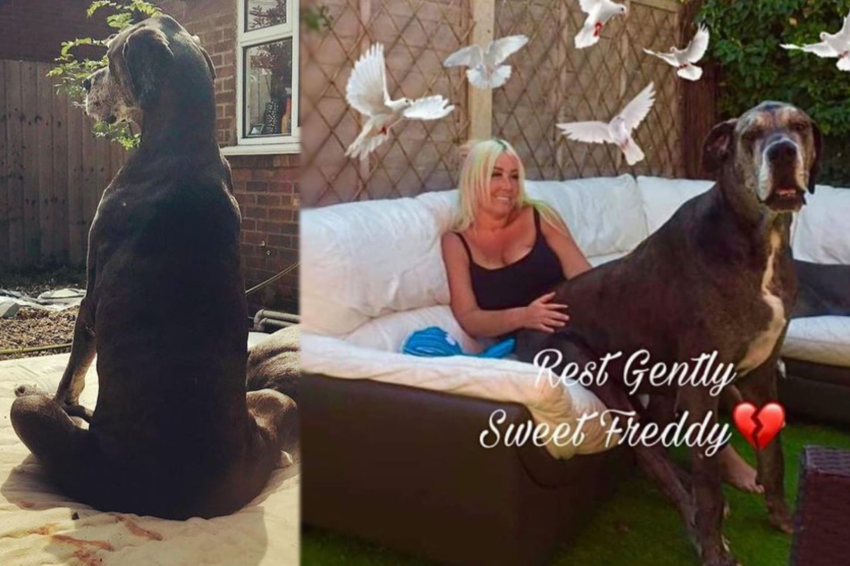 The largest dog in the world has passed away!