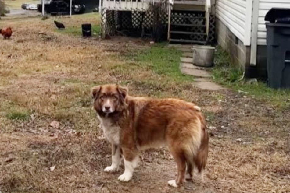 Despite subzero temperatures, this poor dog faithfully waited for her owners to return home.