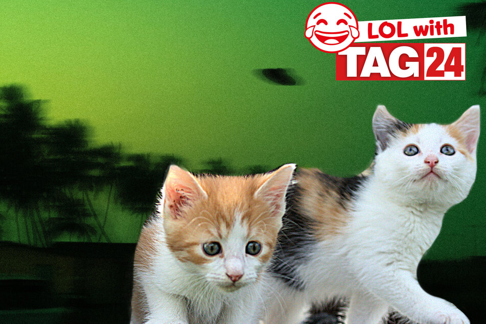 Today's Joke of the Day is cat-astic!