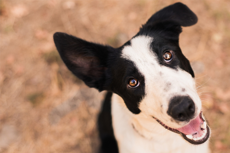 How to teach a dog its name