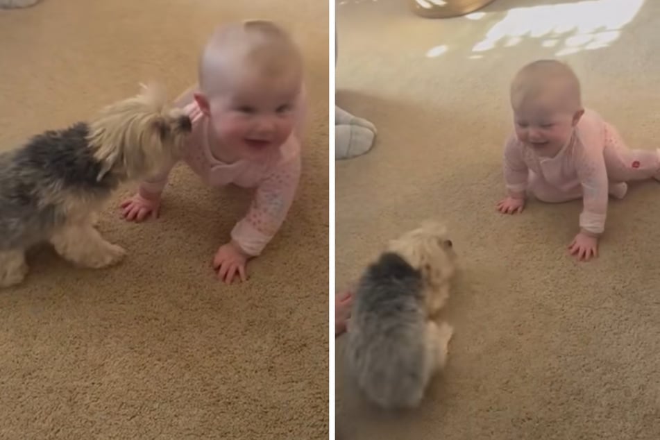 Yorkshire Terrier "Hazel" and the little baby have been getting on really well since day one.