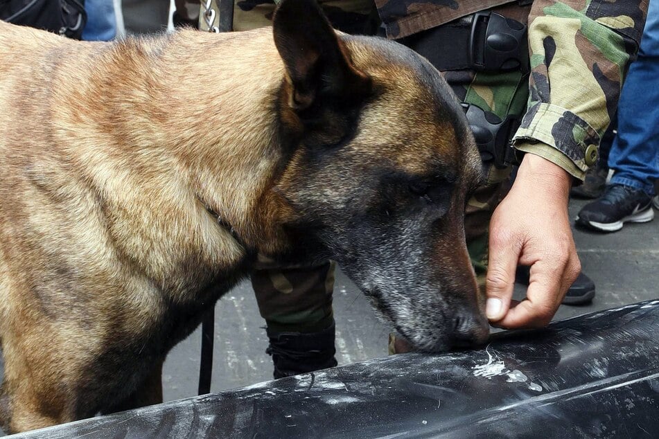 Drug sniffer dogs called in to patrol Cannes Film Festival's wild party scene