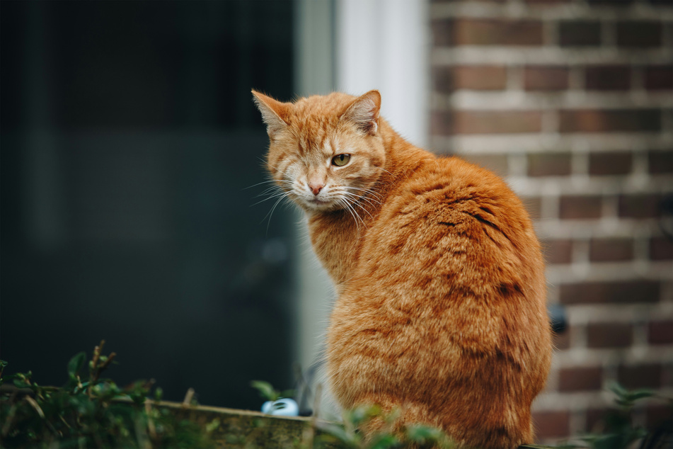 Winking cats are adorable, but there's a reason behind the wink.