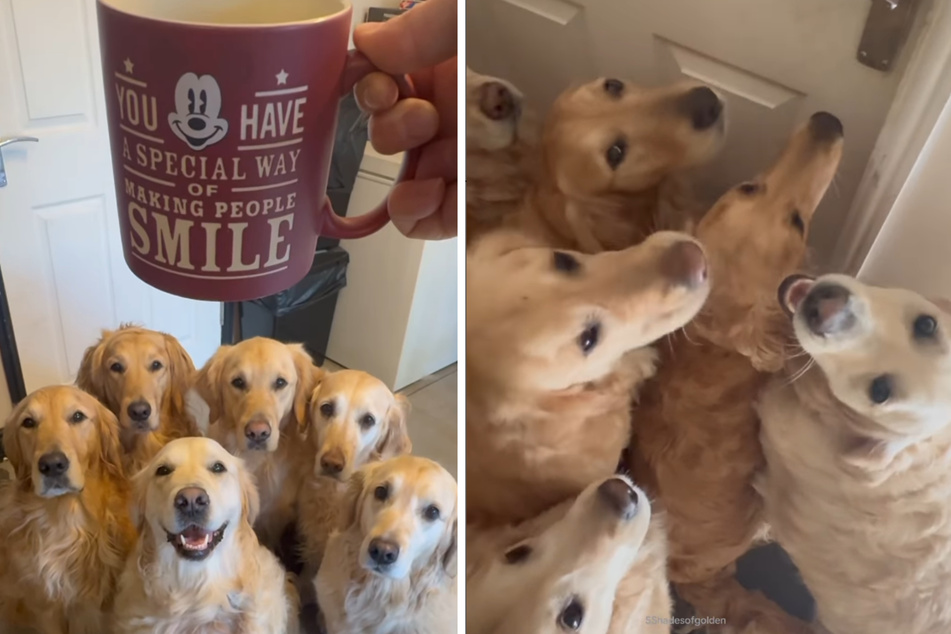 One lucky man from the UK recently got woken up by six eager Golden Retriever dogs, and the hysterical Instagram footage is beautiful to behold.