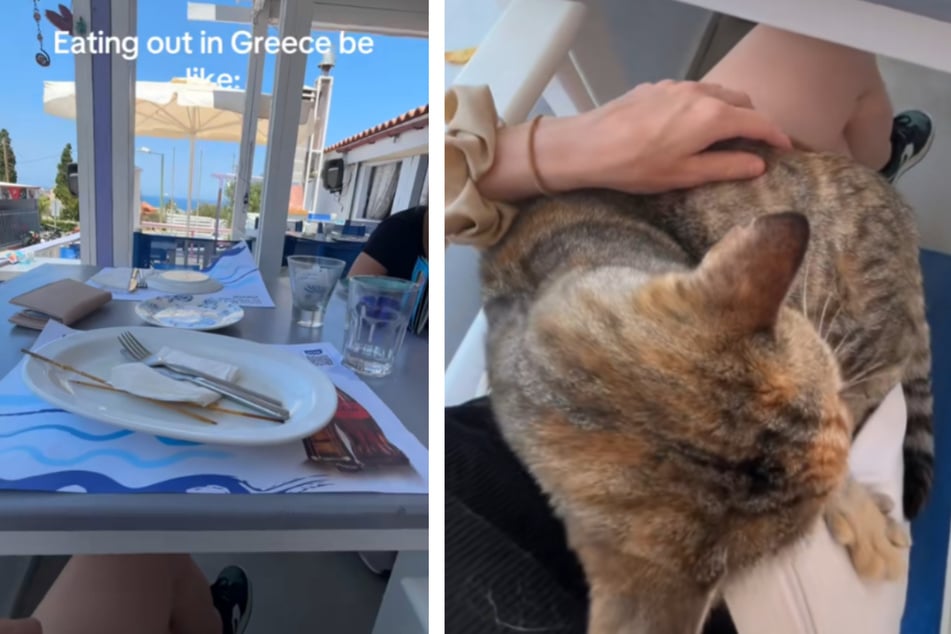 Cat adorably crashes tourist's lunch in Greece: "The kind of problem I want"